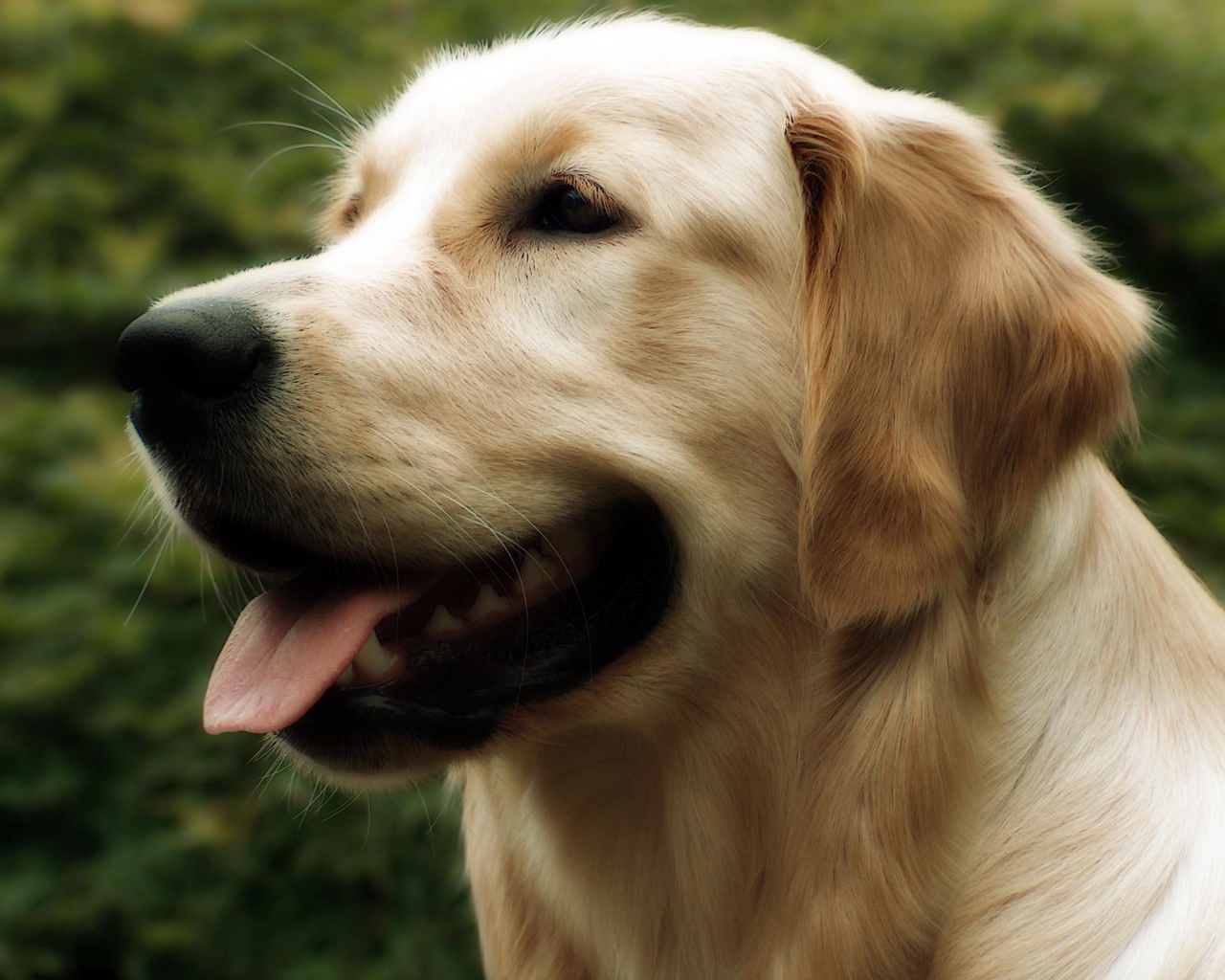 Красивый золотой ретривер