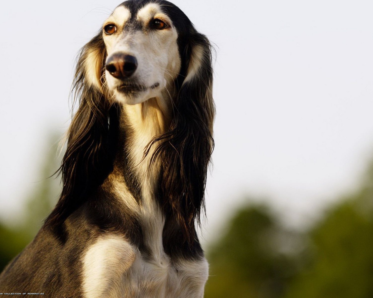 Красивая борзая собака