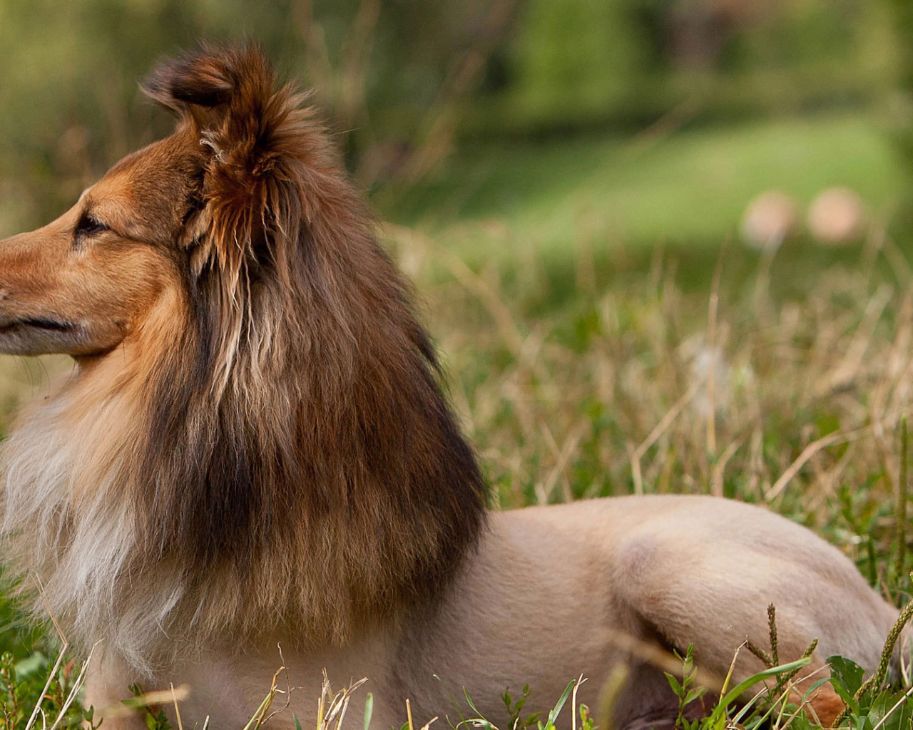 Красивая стрижка у колли