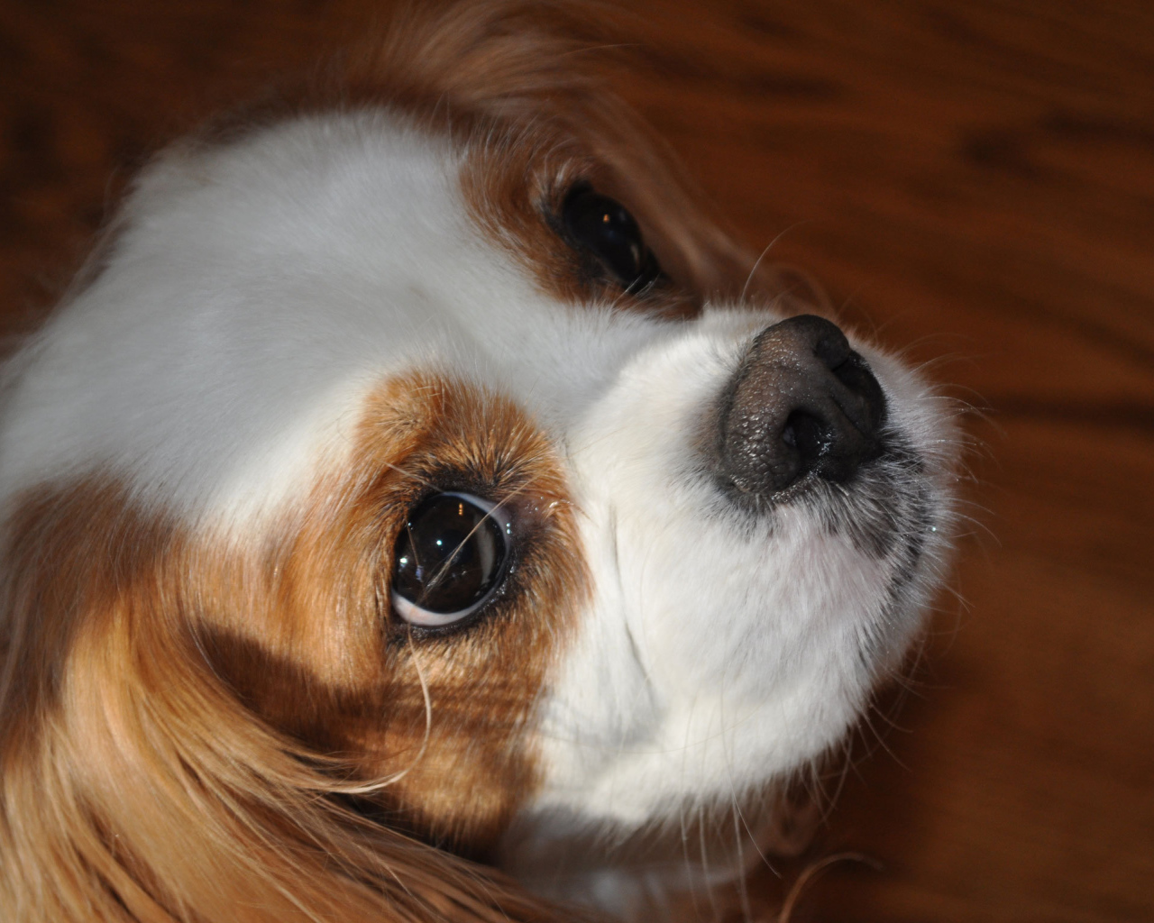 Красивая мордочка пекинеса