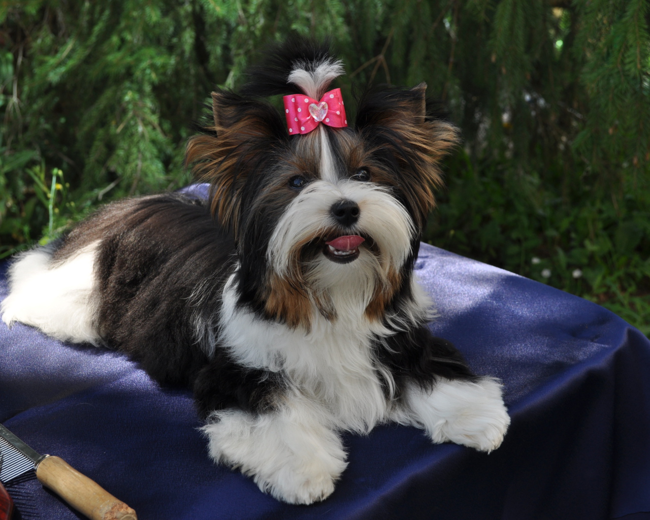 Бивер йорк модница