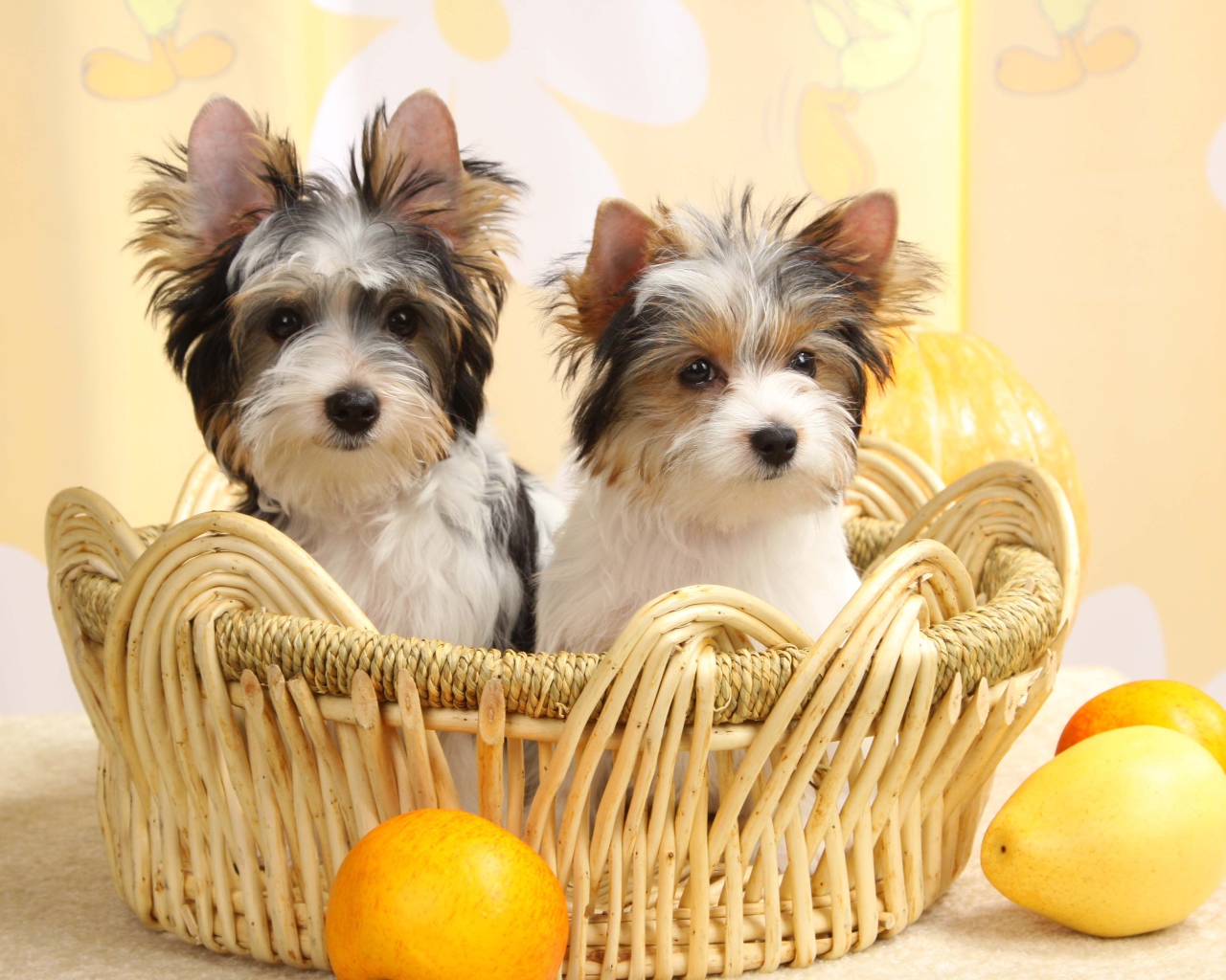 Собаки бивер йорк в корзинке