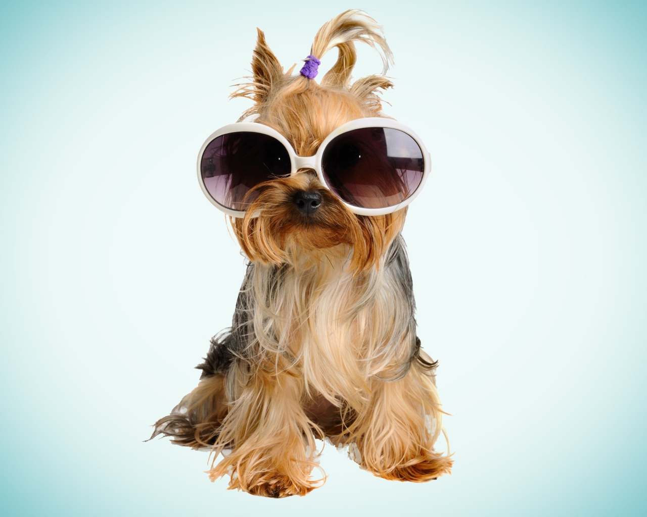 Собака бивер йорк в очках