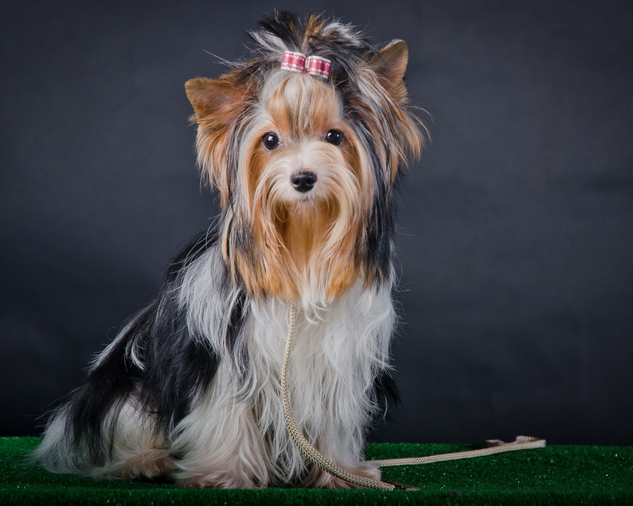 Фотомодель бивер йорк