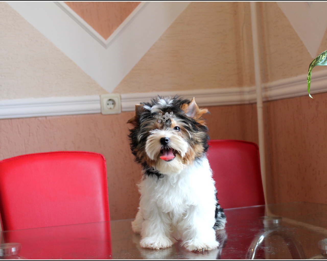 Бивер йорк на столе