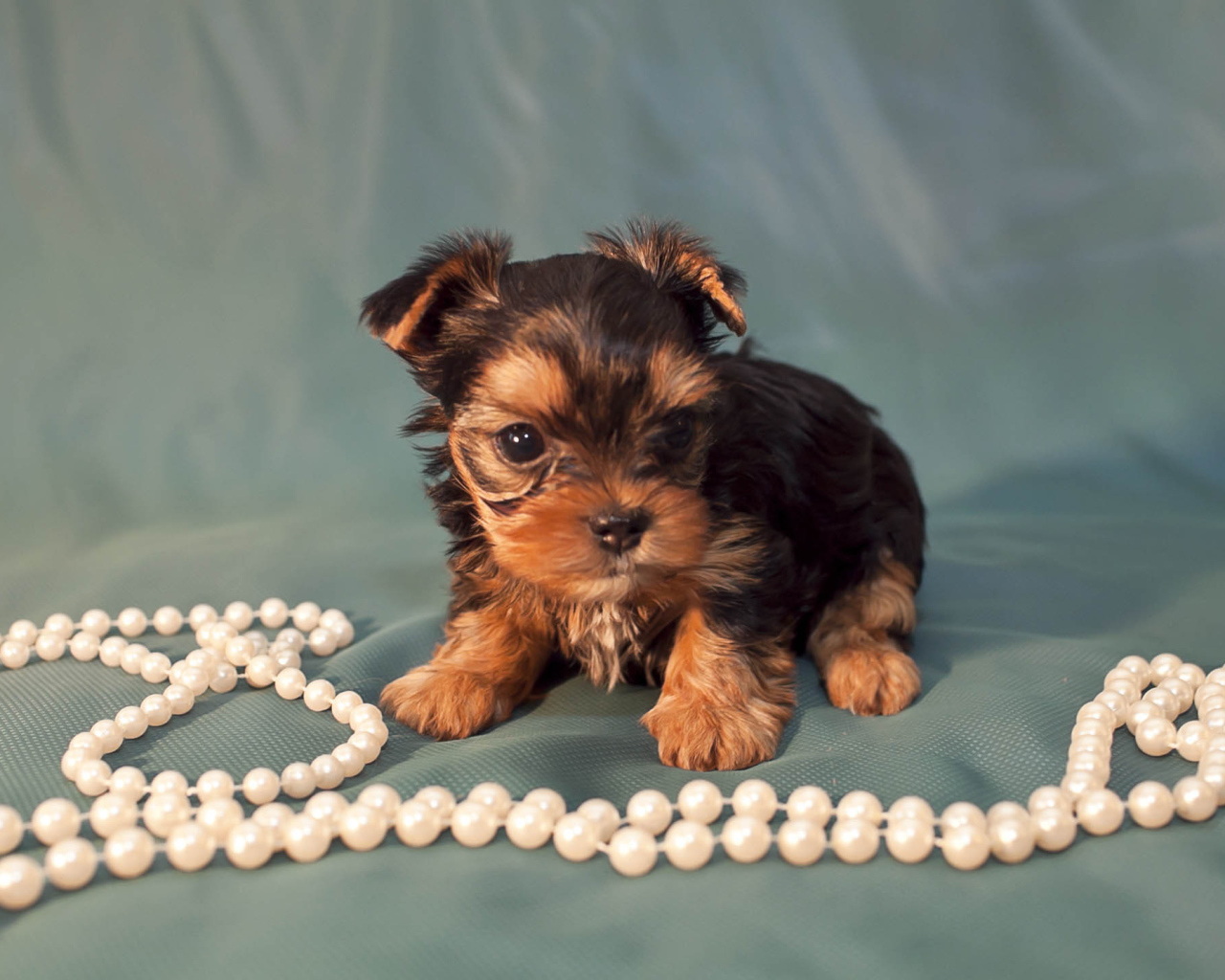Щенок бивер йорк с бусами
