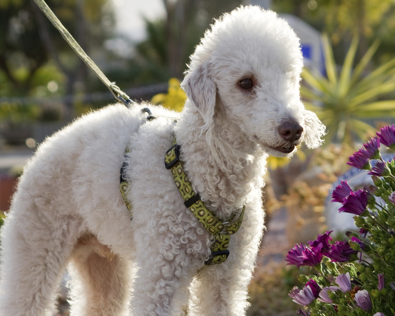 Бедлингтон терьер в цветах
