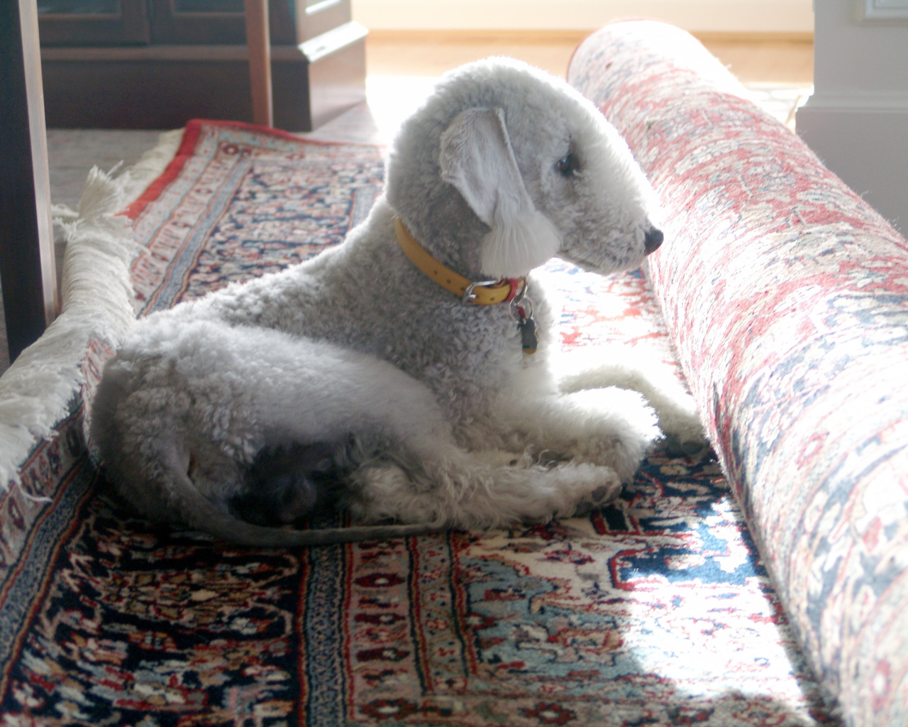 Бедлингтон терьер на ковре