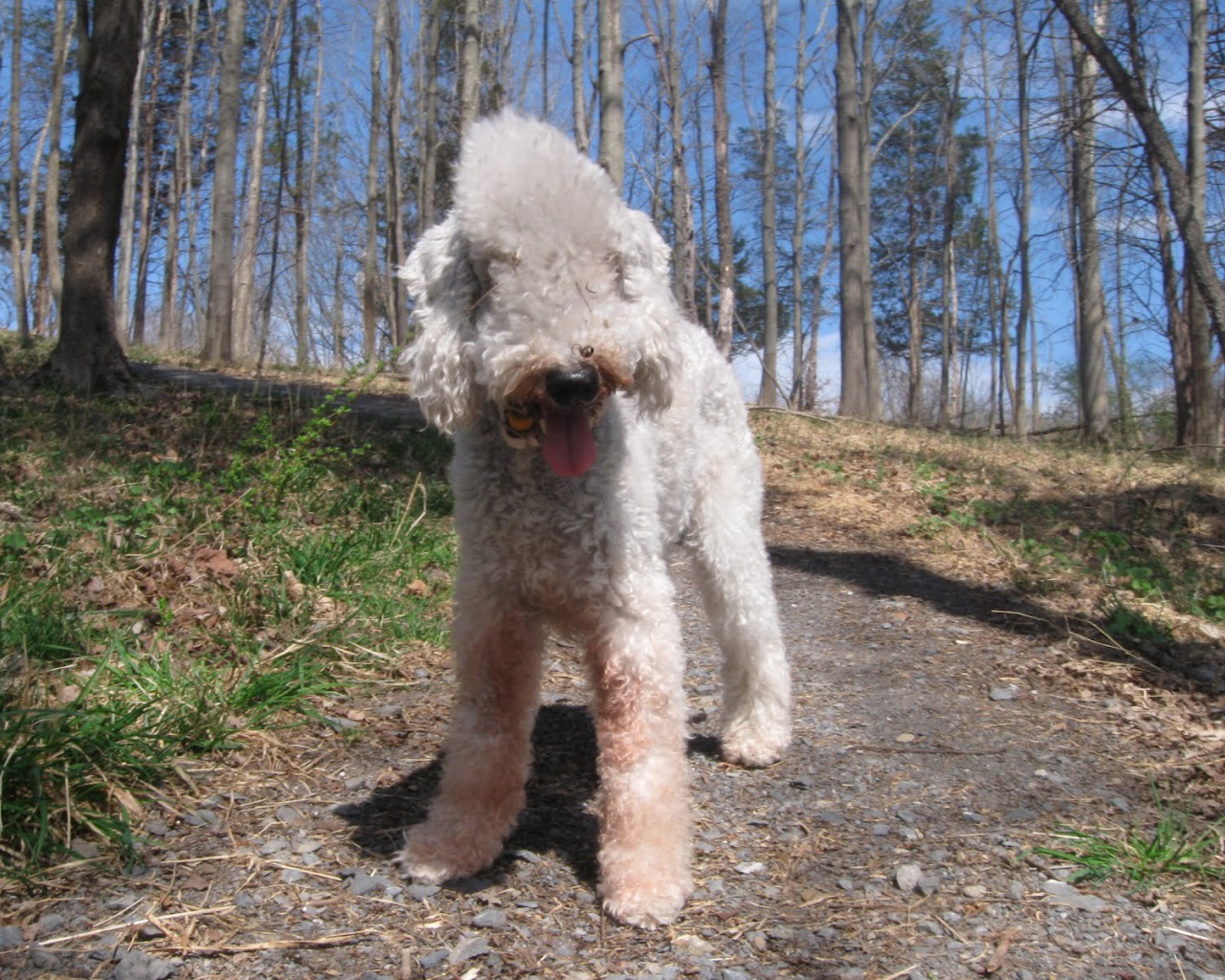 Бедлингтон терьер гуляет в лесу