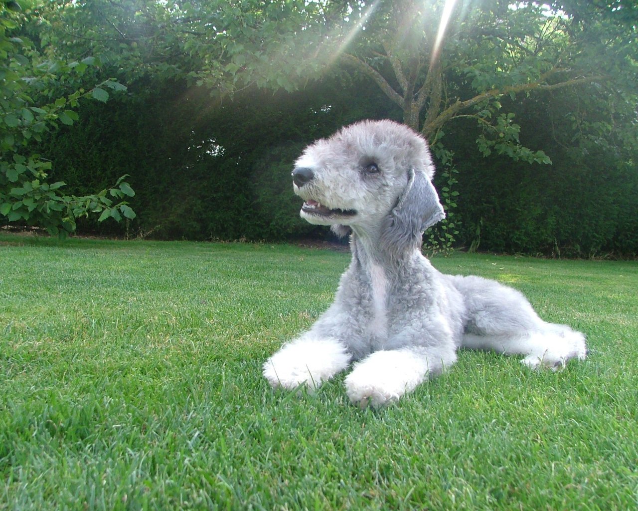 Собака бедлингтон терьер на траве