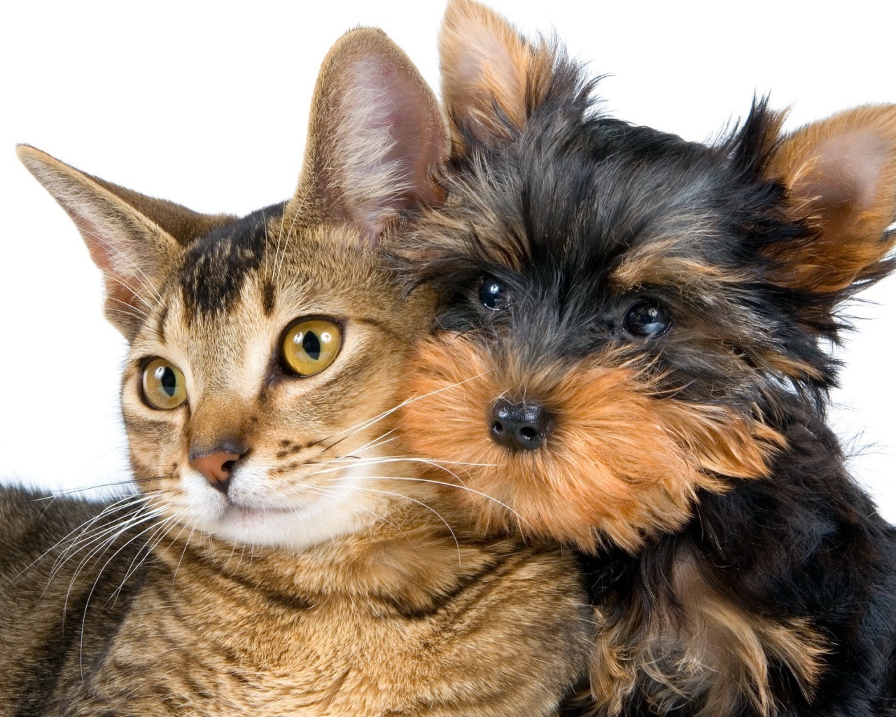 Лучший друг йоркширского терьера