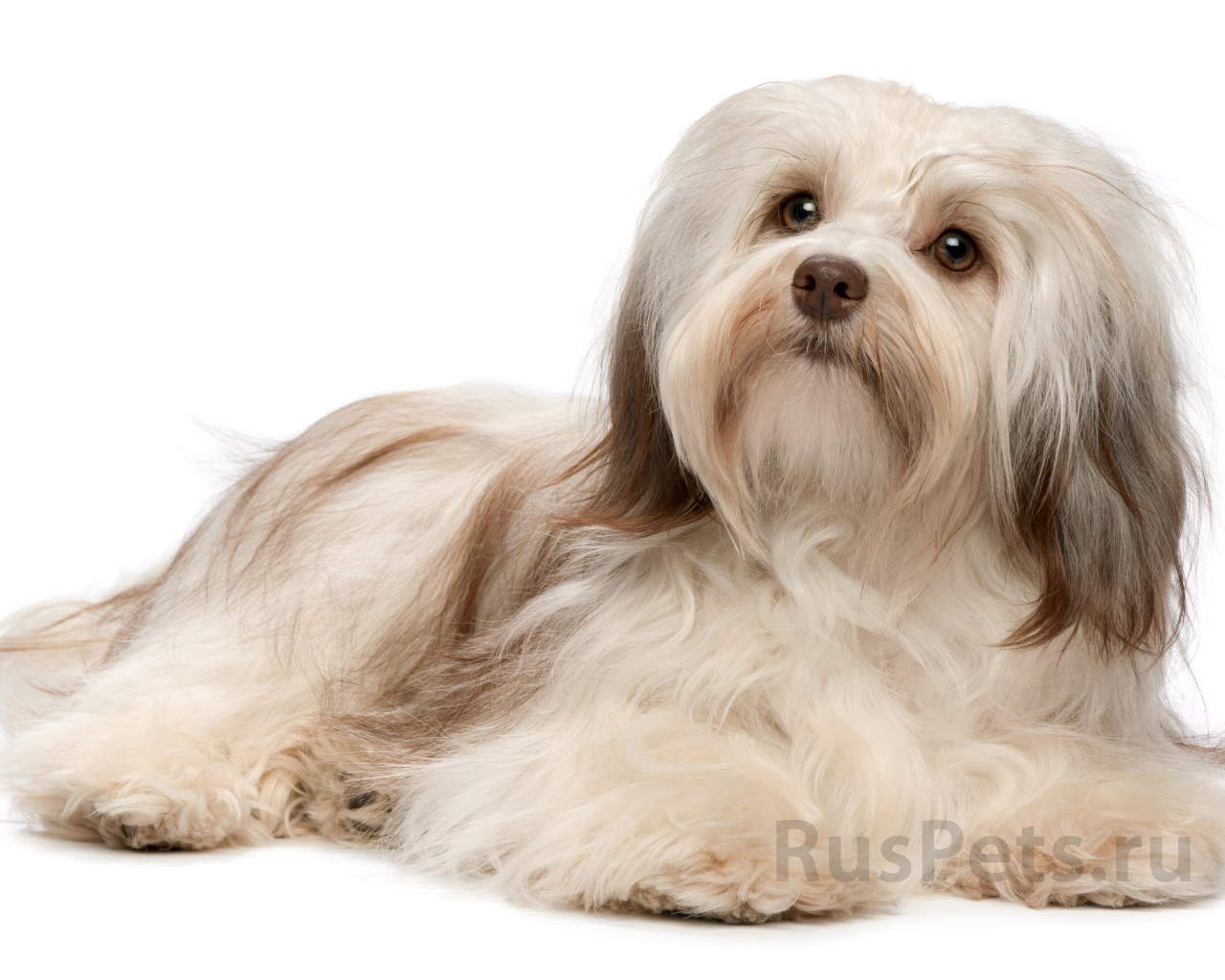 Болонка бишон лежит