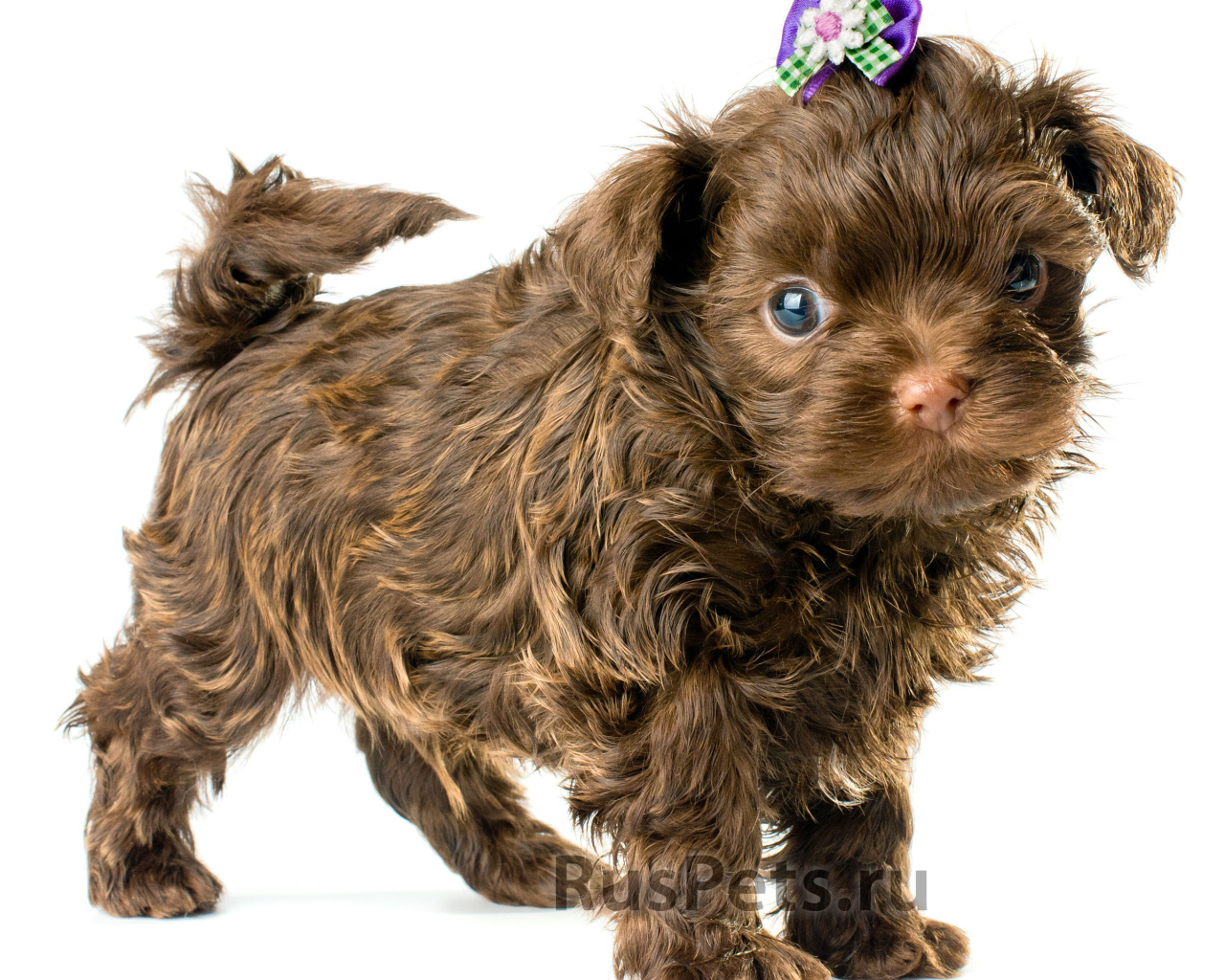 Болонка коричневого цвета