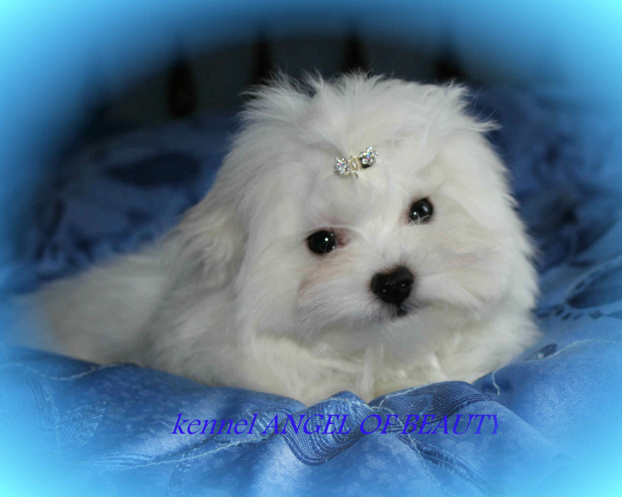 Болонка собака ангел