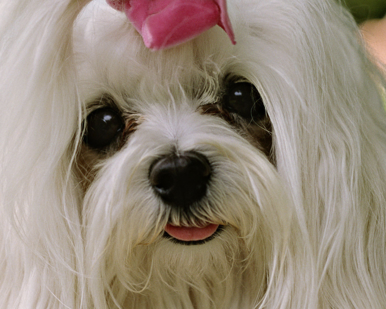 Болонка с выразительными глазами