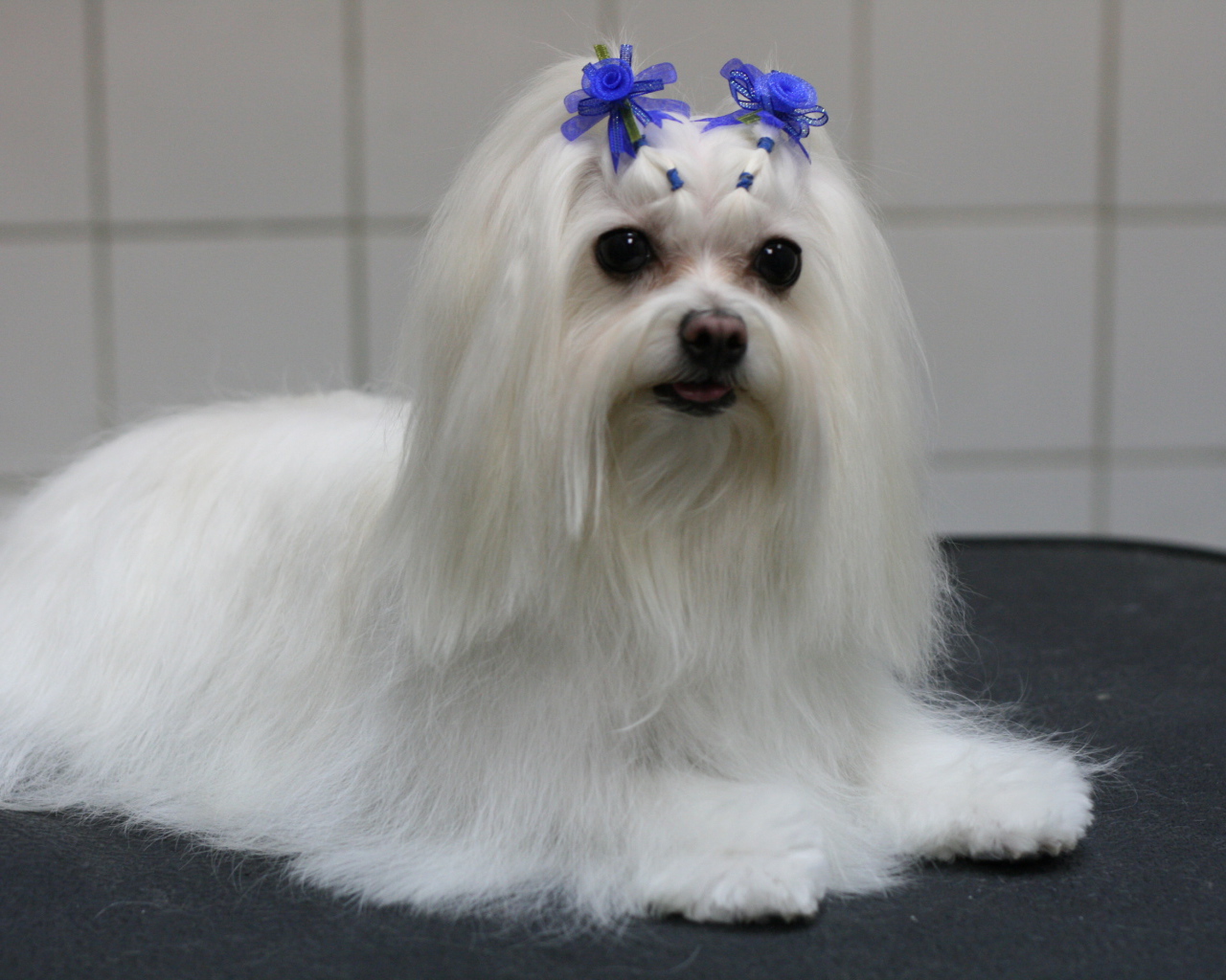 Болонка с украшениями