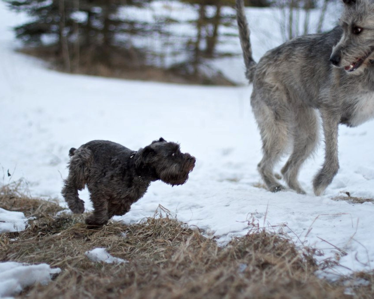 Большой ирландский волкодав убегает от маленькой собачки