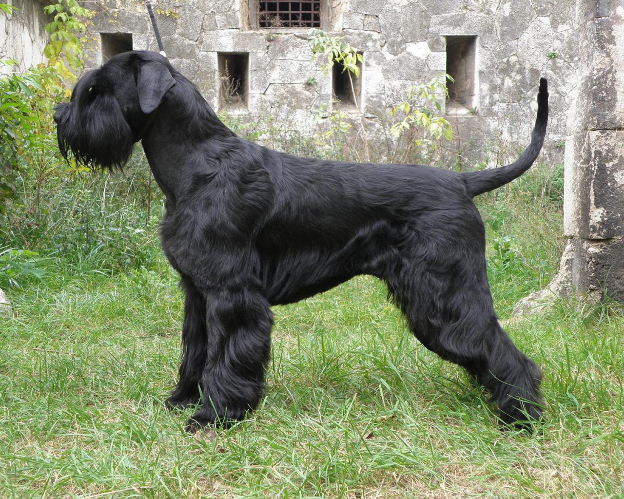 Большая собака шнауцер