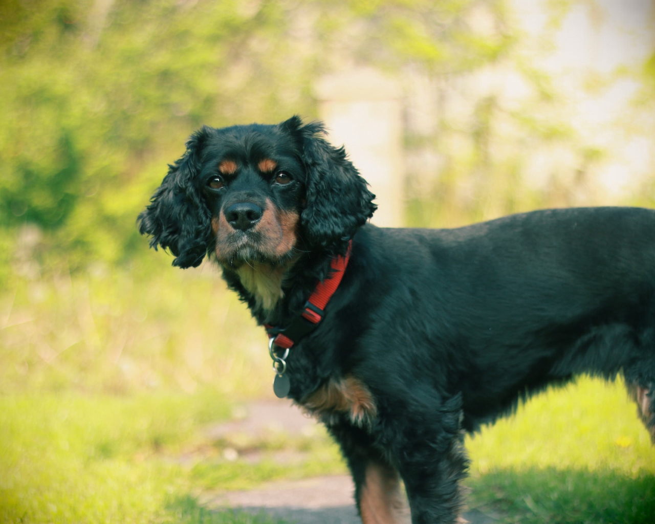 Черный кавалер кинг чарльз спаниель