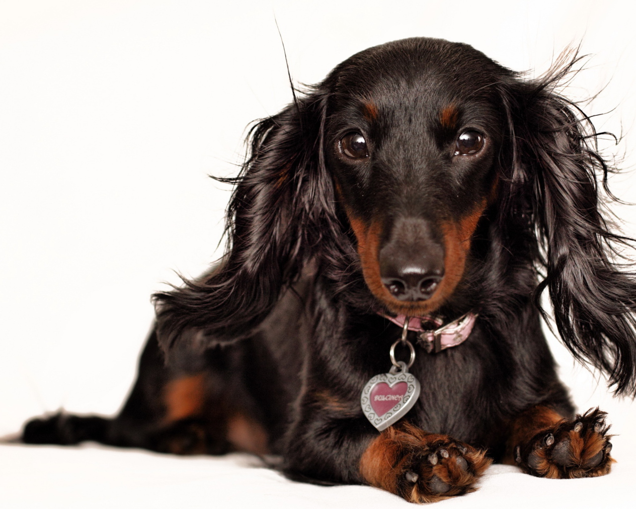 Черная такса с кулоном