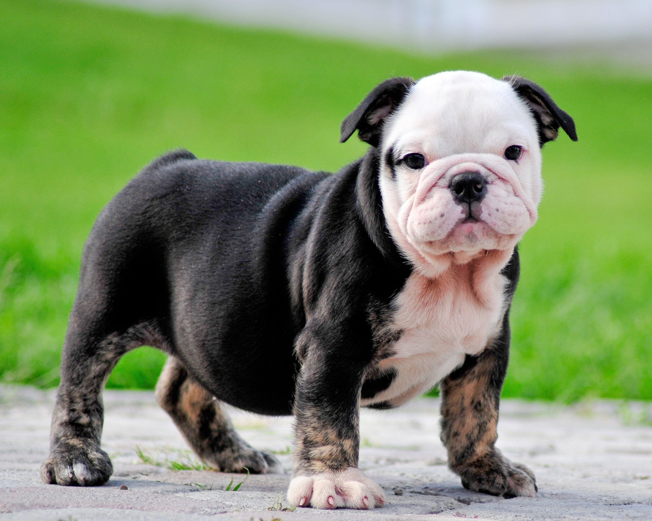 Черный щенок английского бульдога