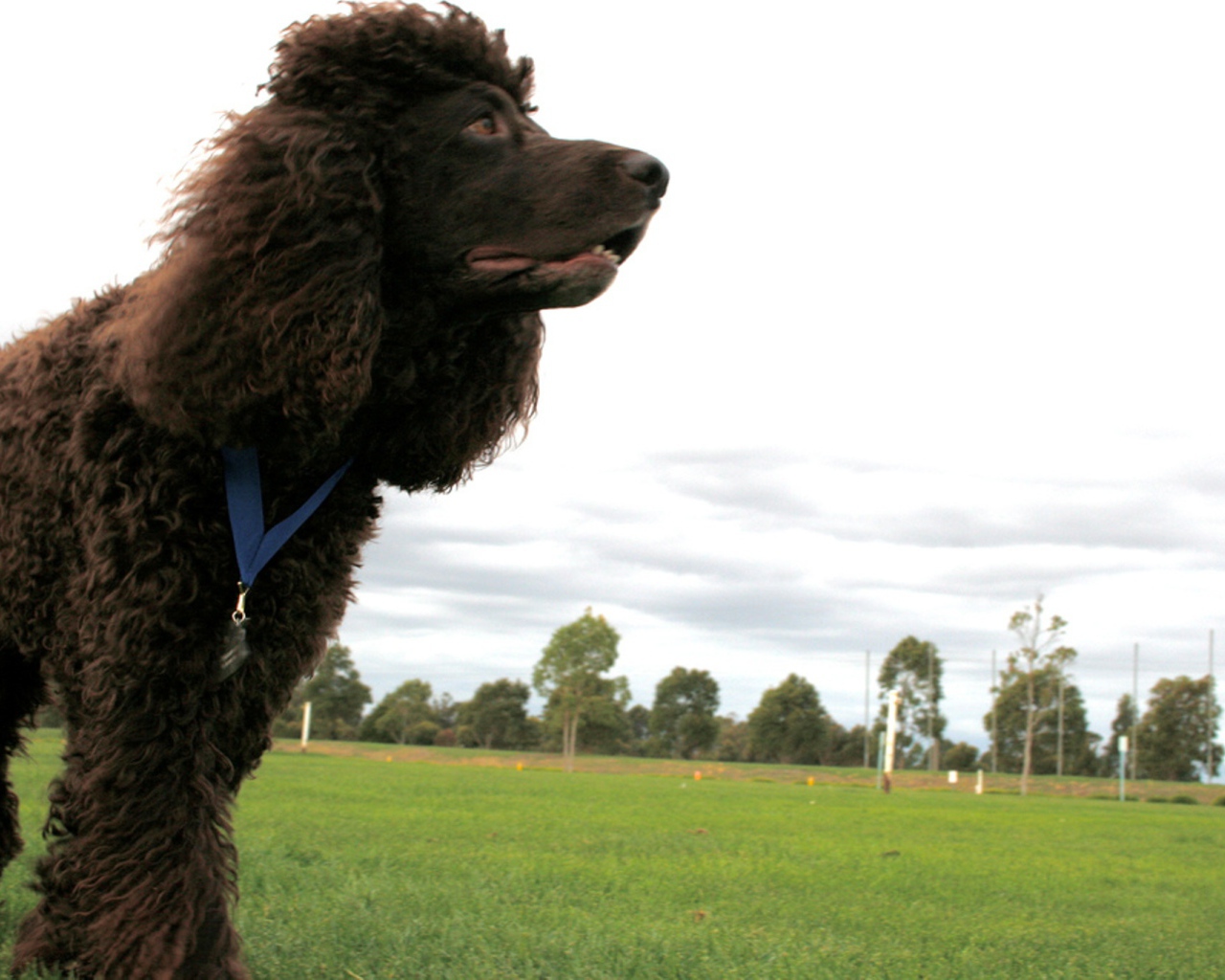 Черный ирландский водяной спаниель