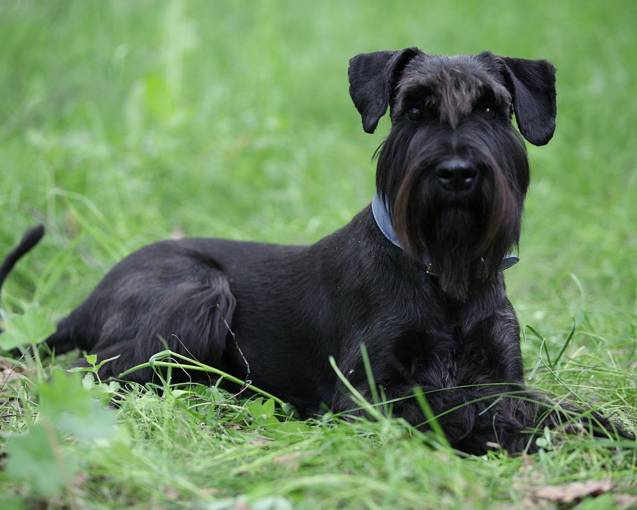 Черный шнауцер в траве