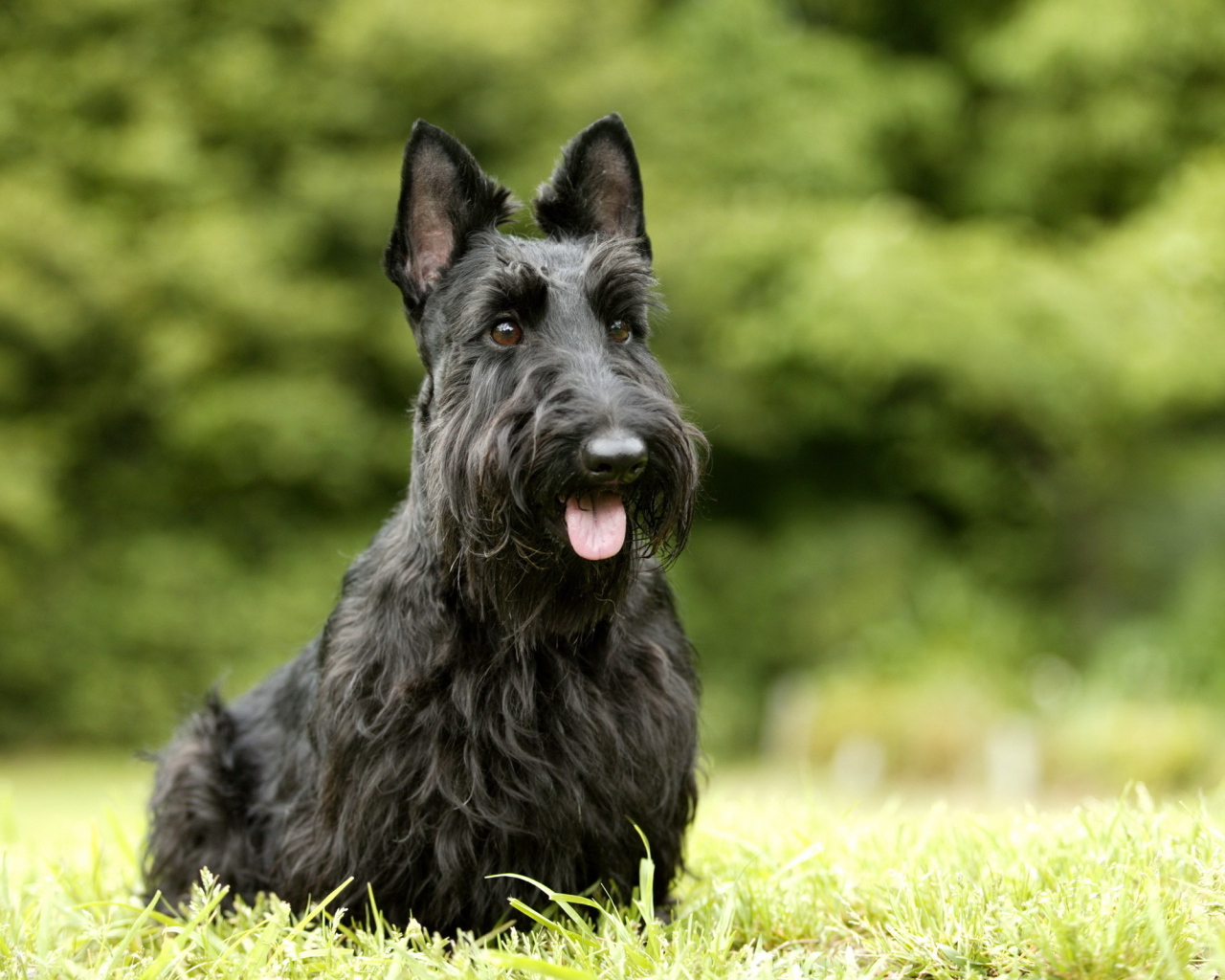 Черный шнауцер на траве