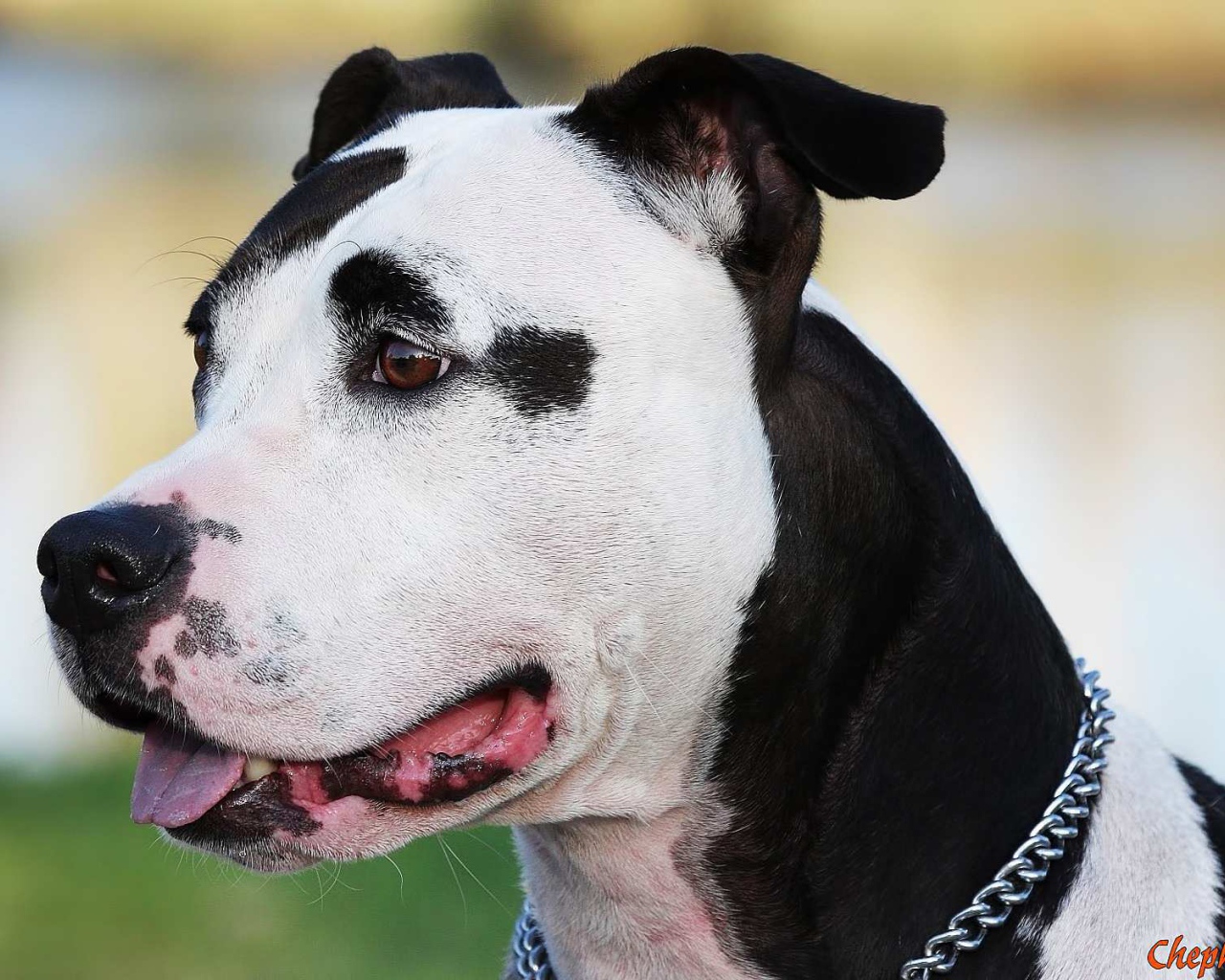 Черно белый американский стаффордширский терьер