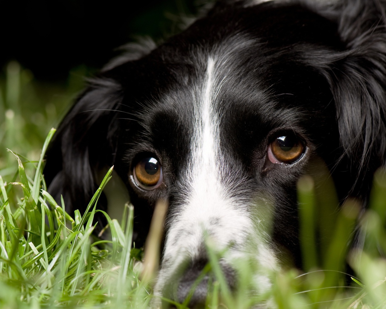 Черно белый колли