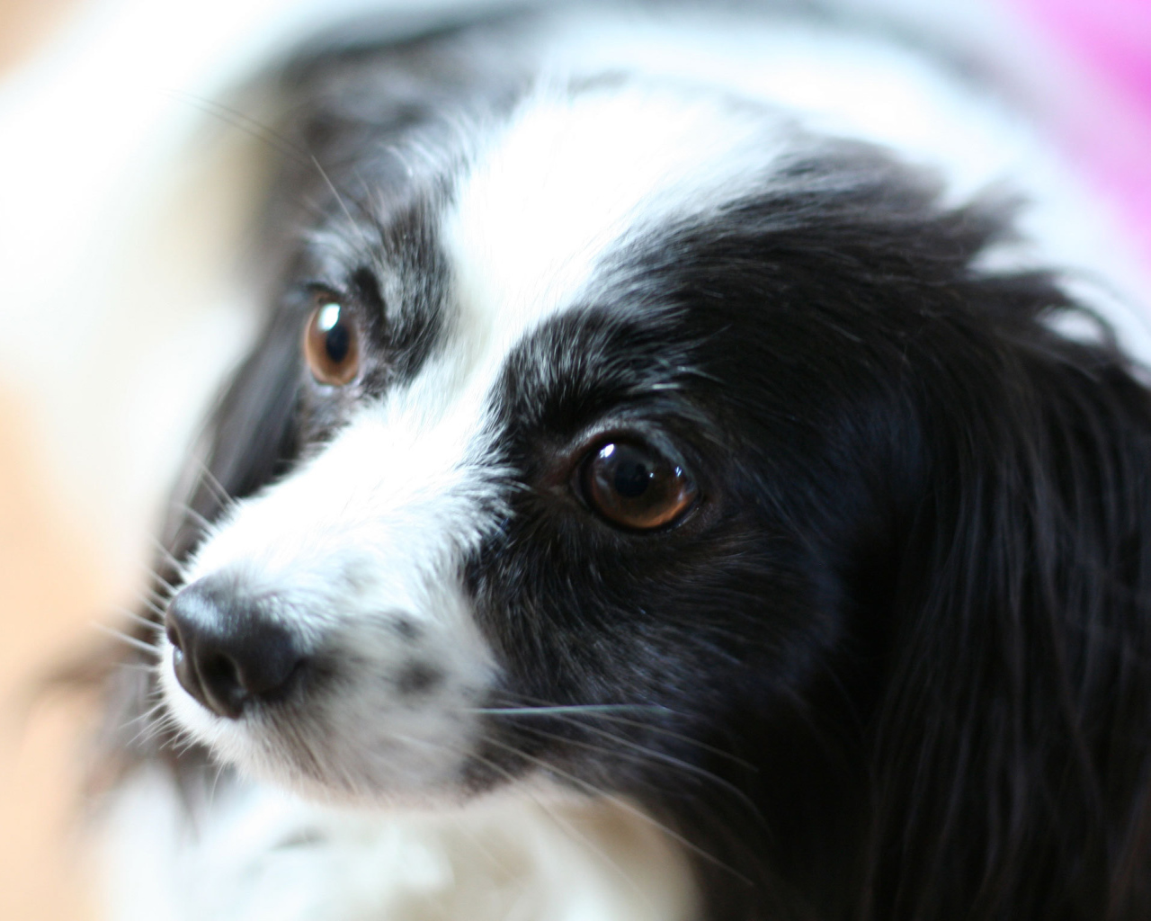 Черно белый папильон