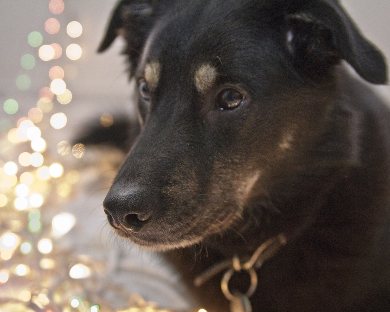 Черный окрас собаки чинук