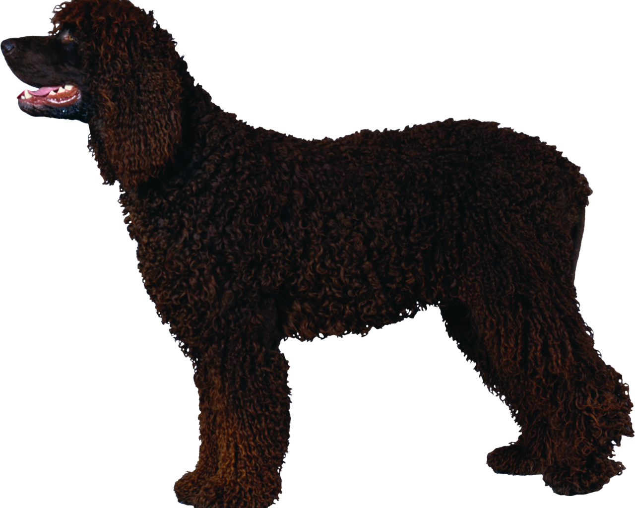 Черный кучерявый пудель