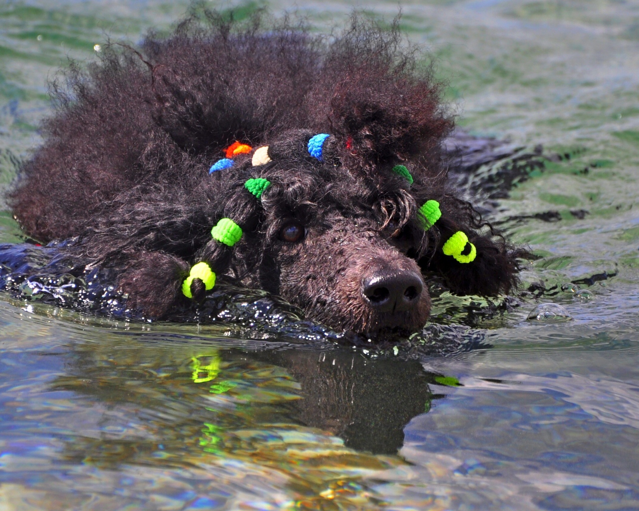 Черный пудель плывет