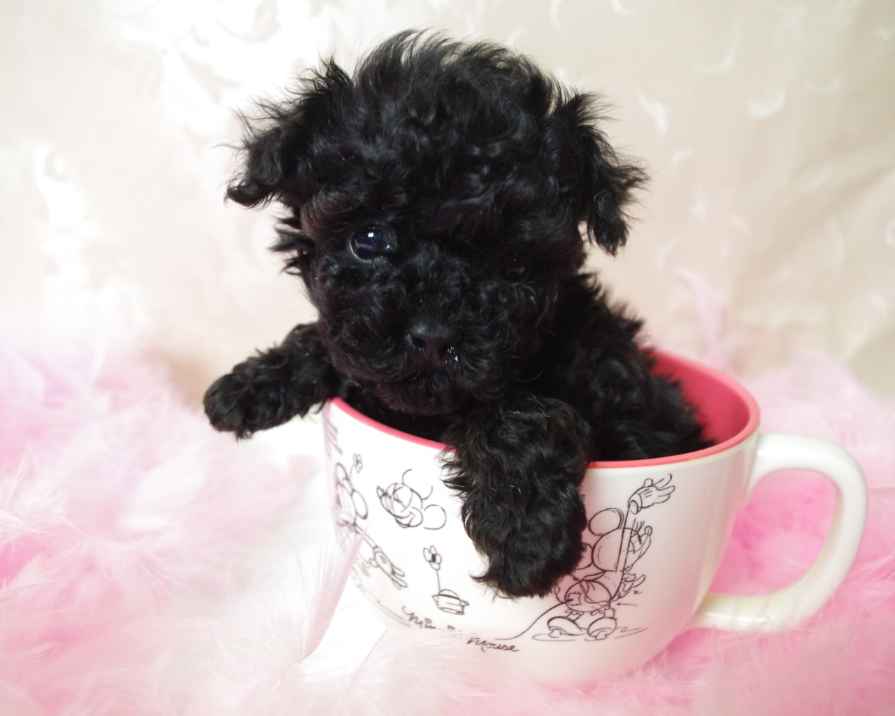 Черный щенок пуделя в чашке