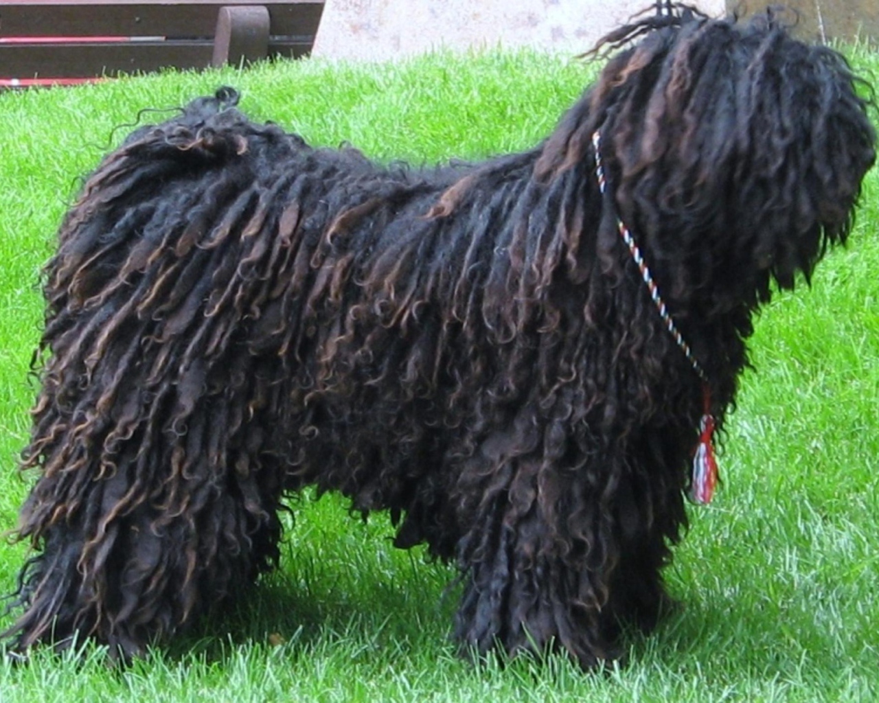 Черный лохматый комондор