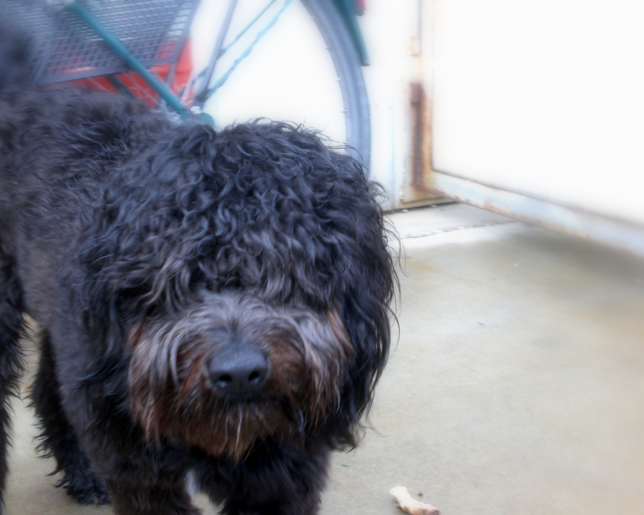 Черный лохматый барбет