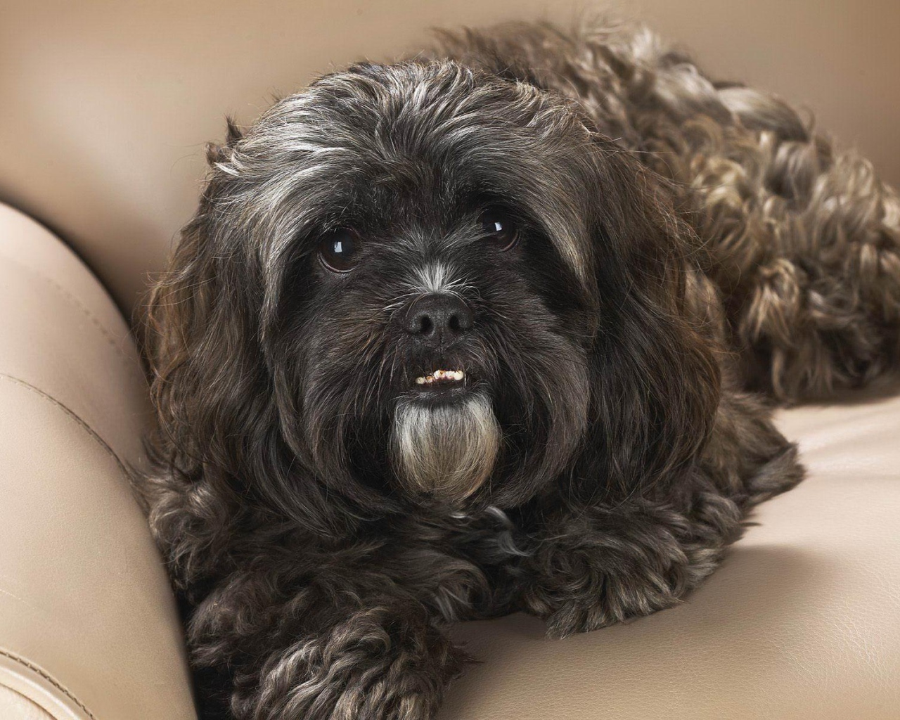Black shih tzu on the couch