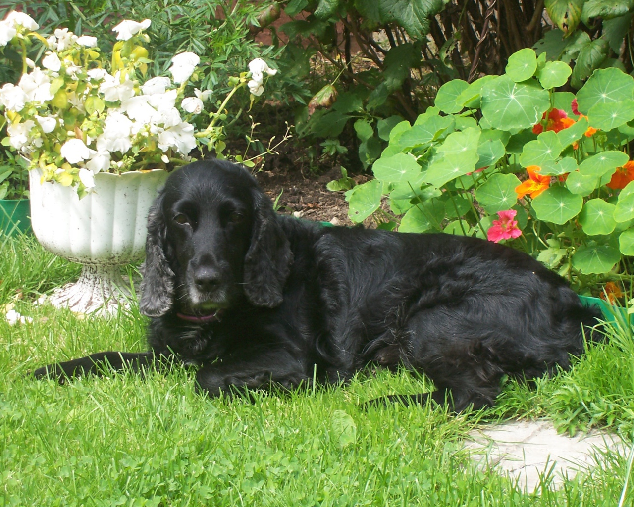 Черный спаниель лежит