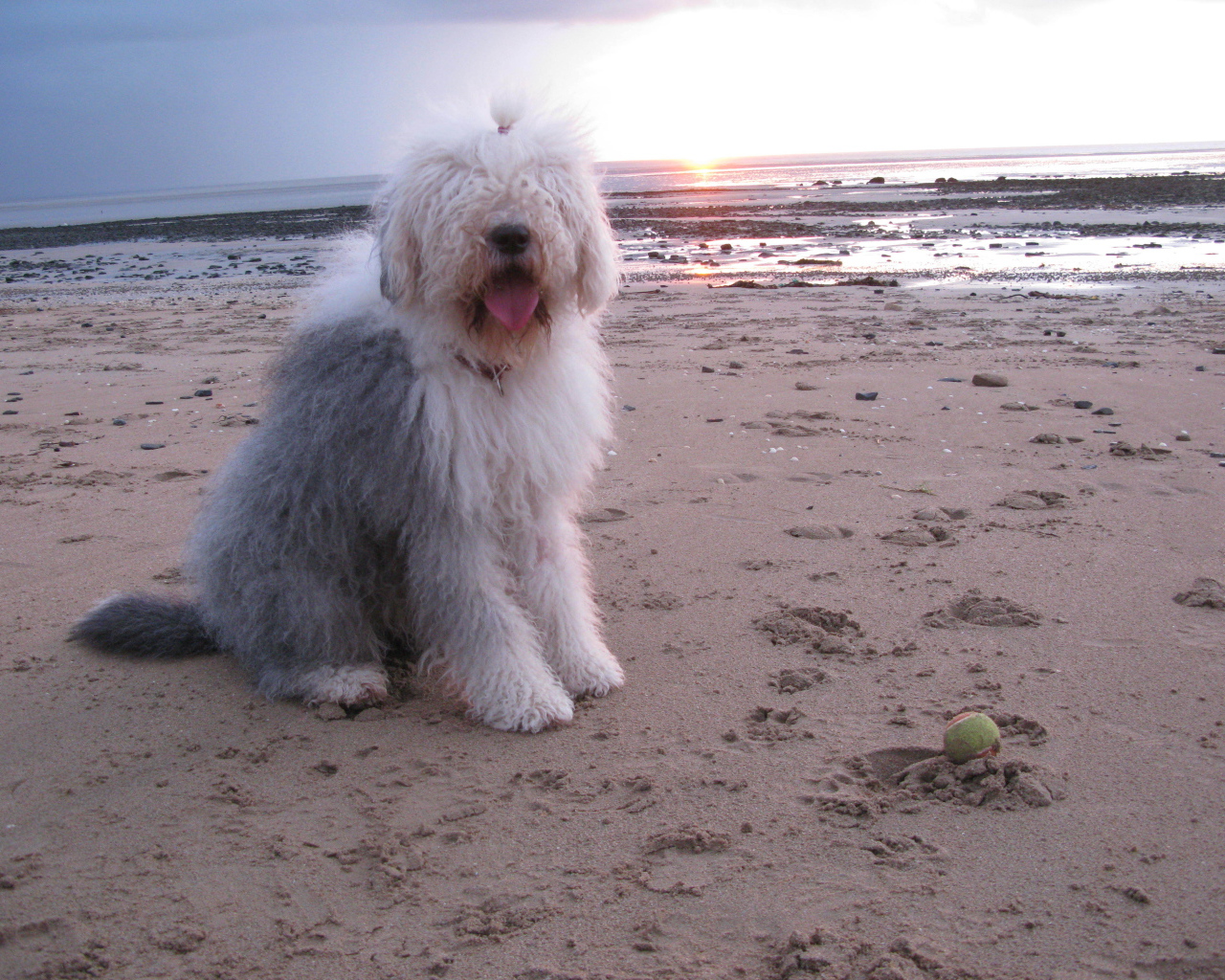 Бобтейл на фоне заката