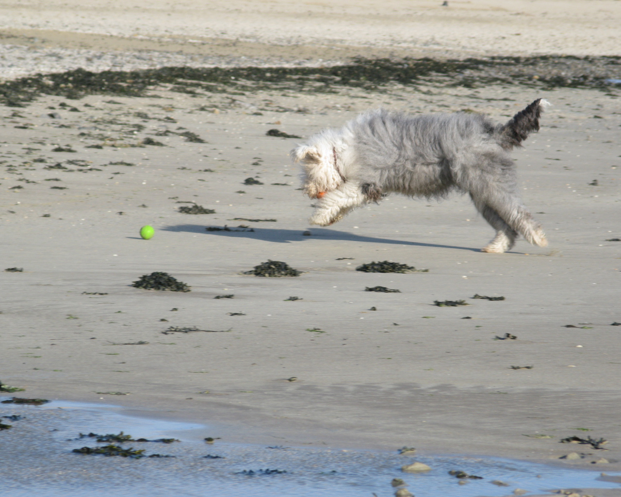 Бобтейл ловит мяч