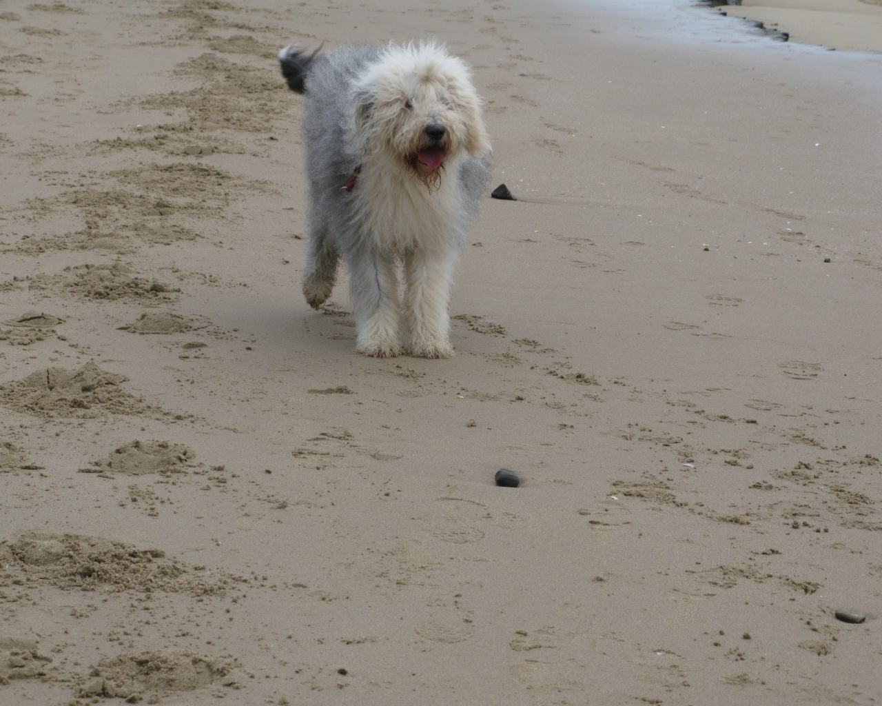 Собака бобтейл на пляже