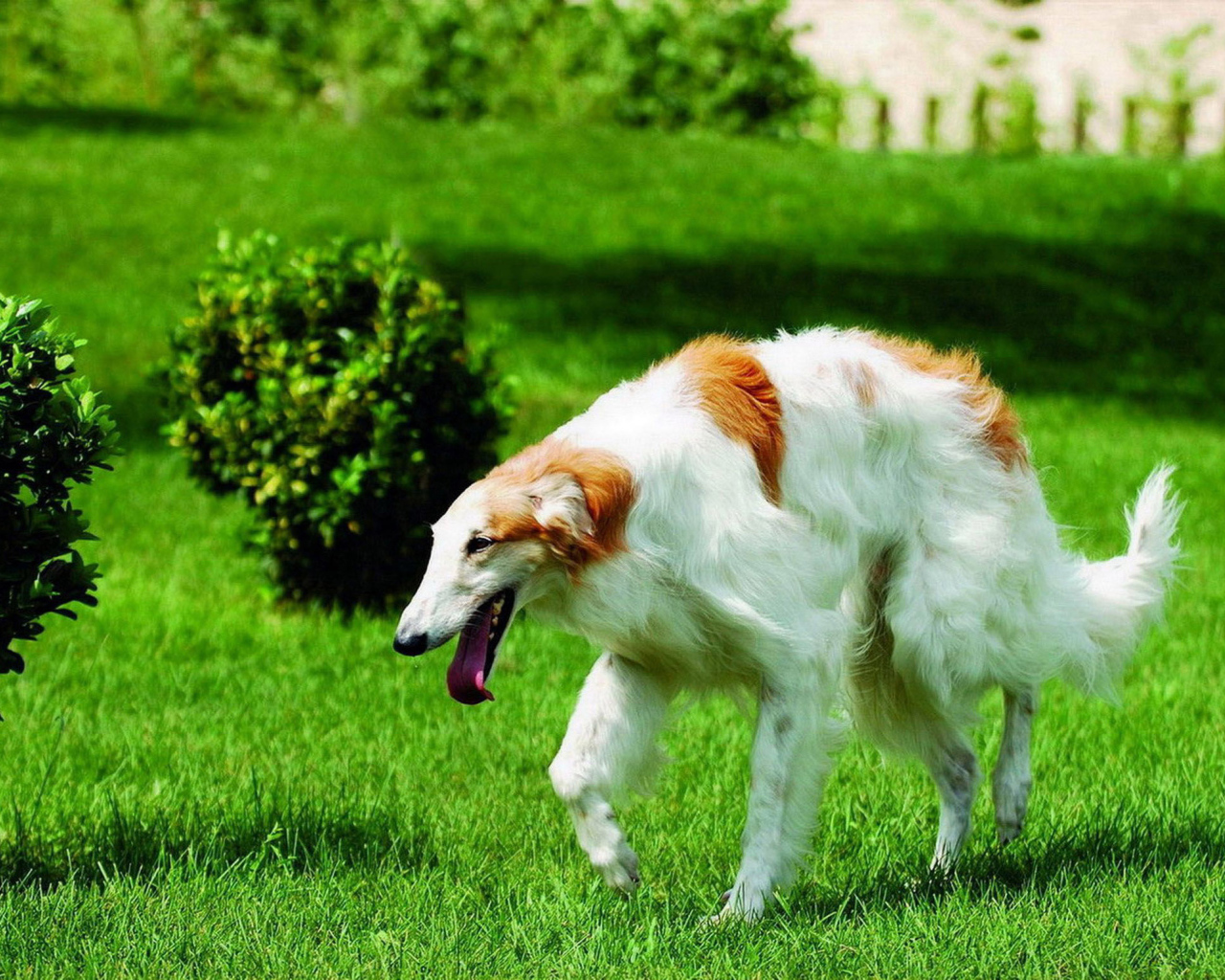 Борзая бежит по газону