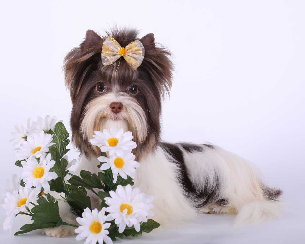 Букет ромашек для бивер йорк