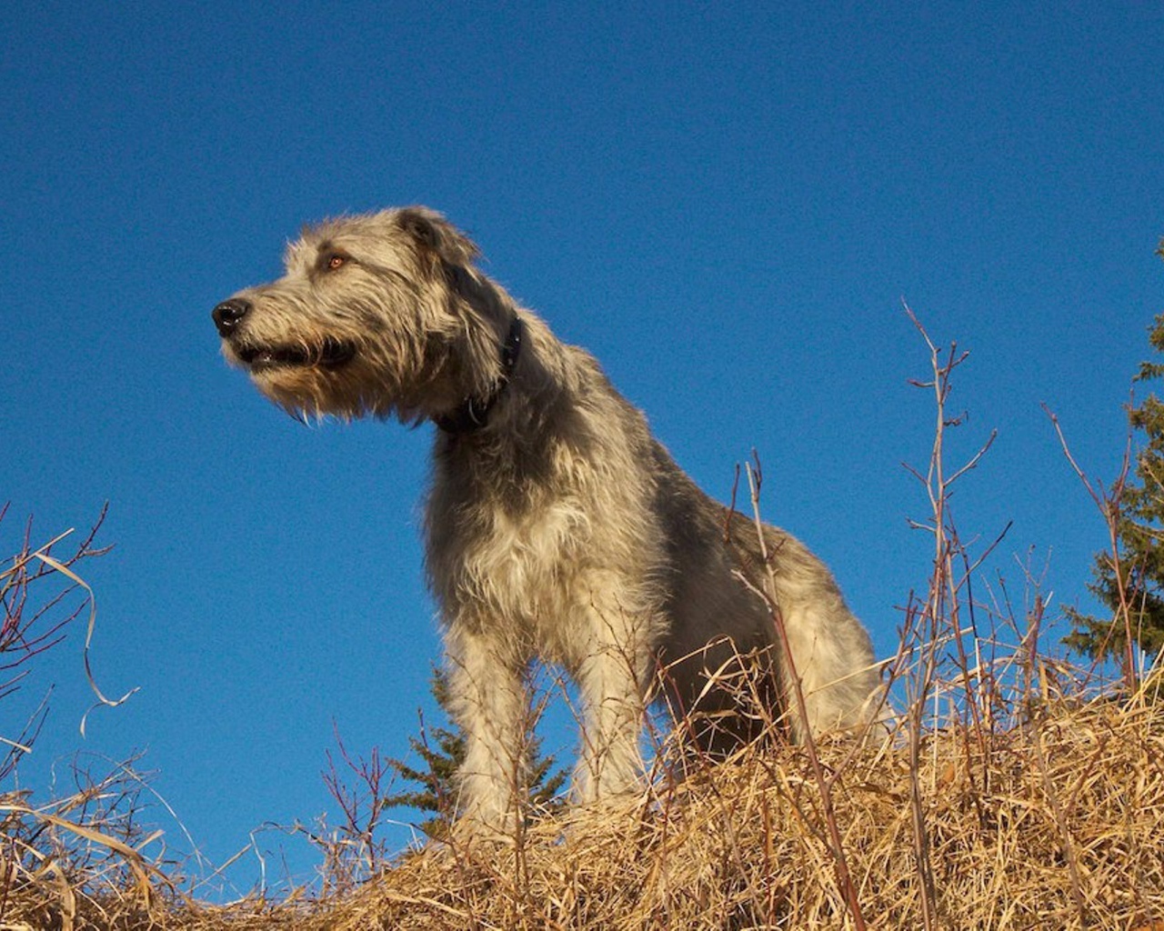 Порода собак ирландский волкодав