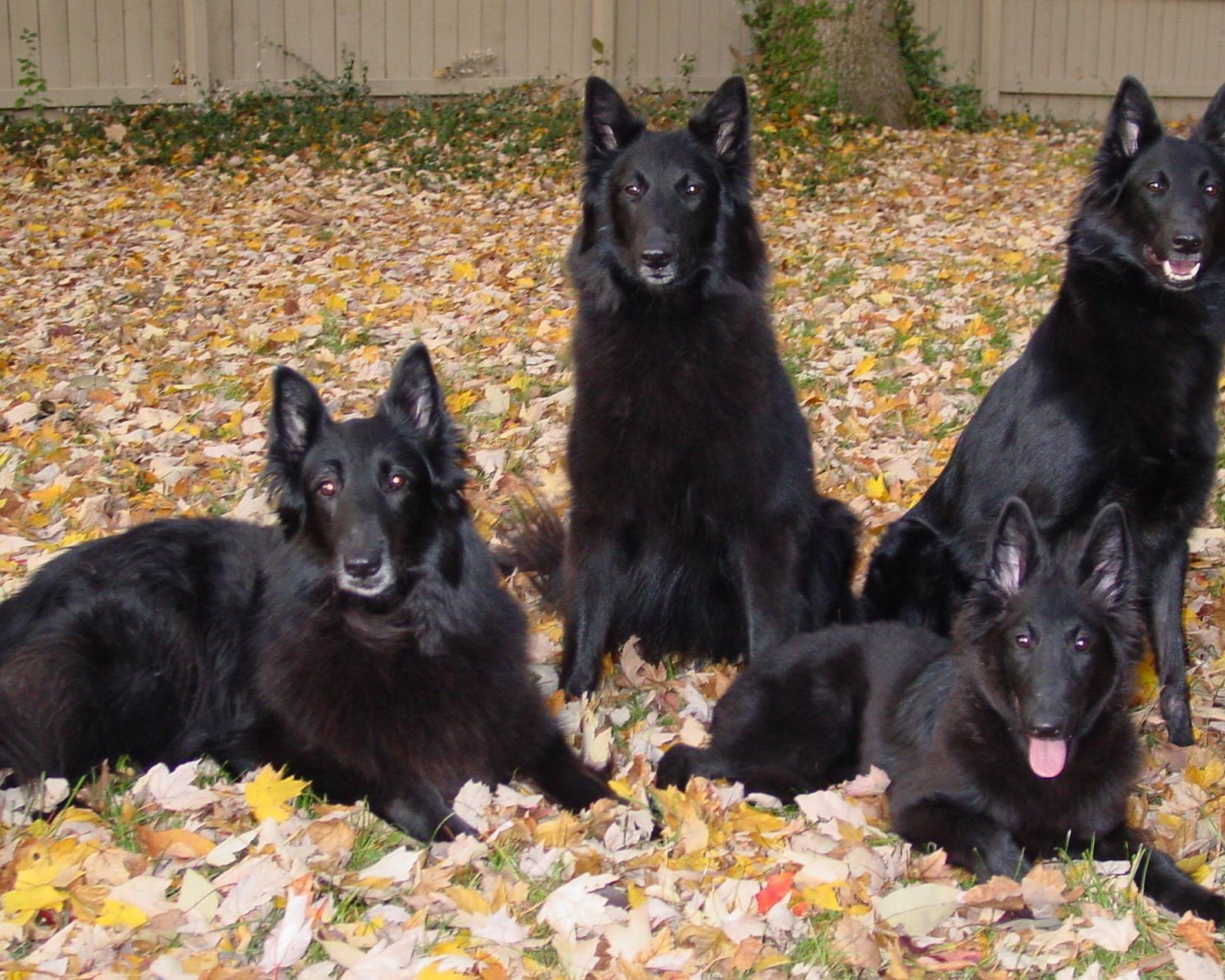 Порода собак муди