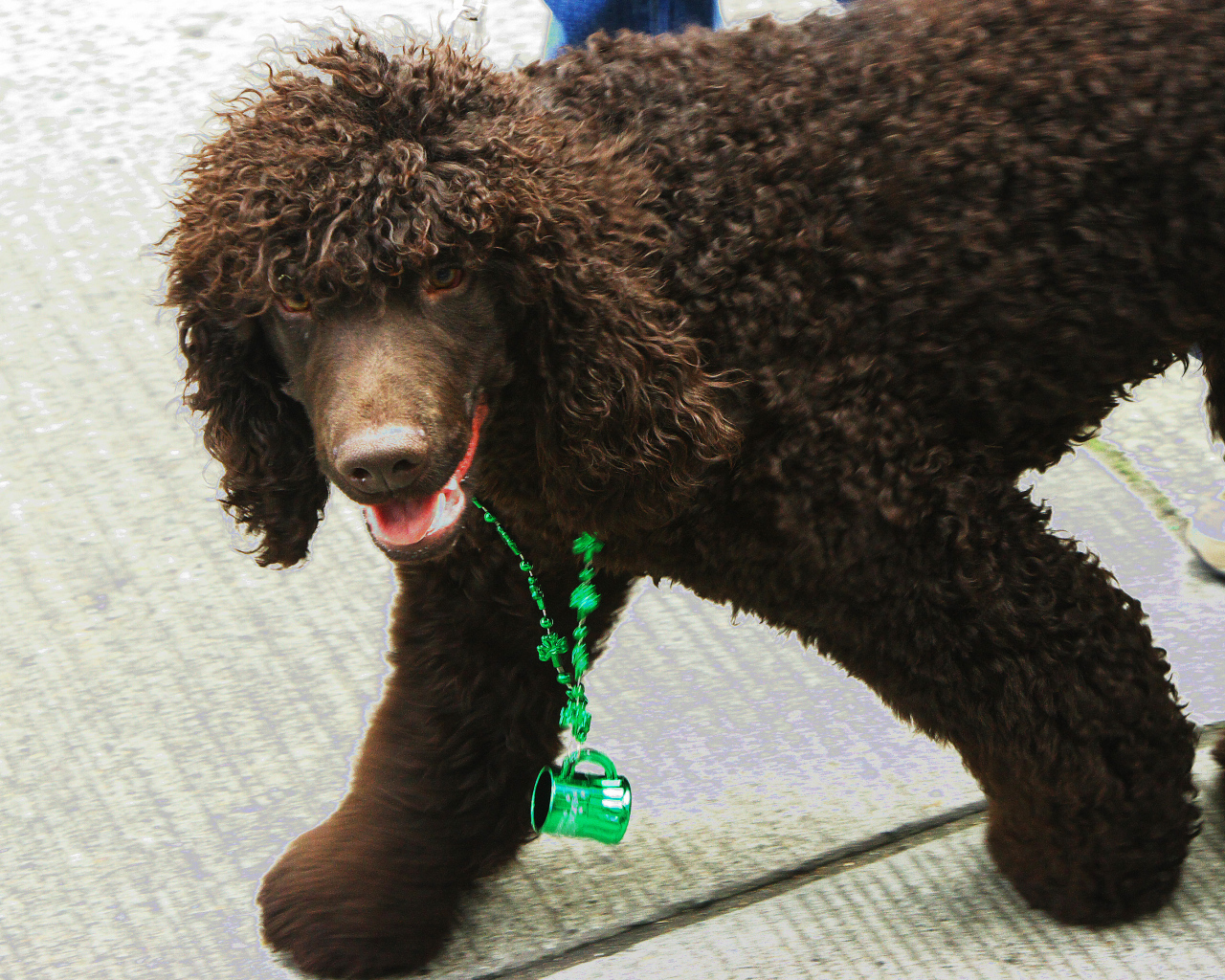 Коричневый ирландский водяной спаниель