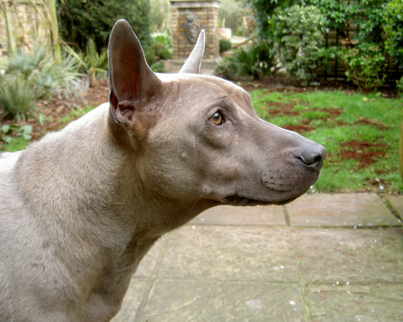 Коричневый тайский риджбек