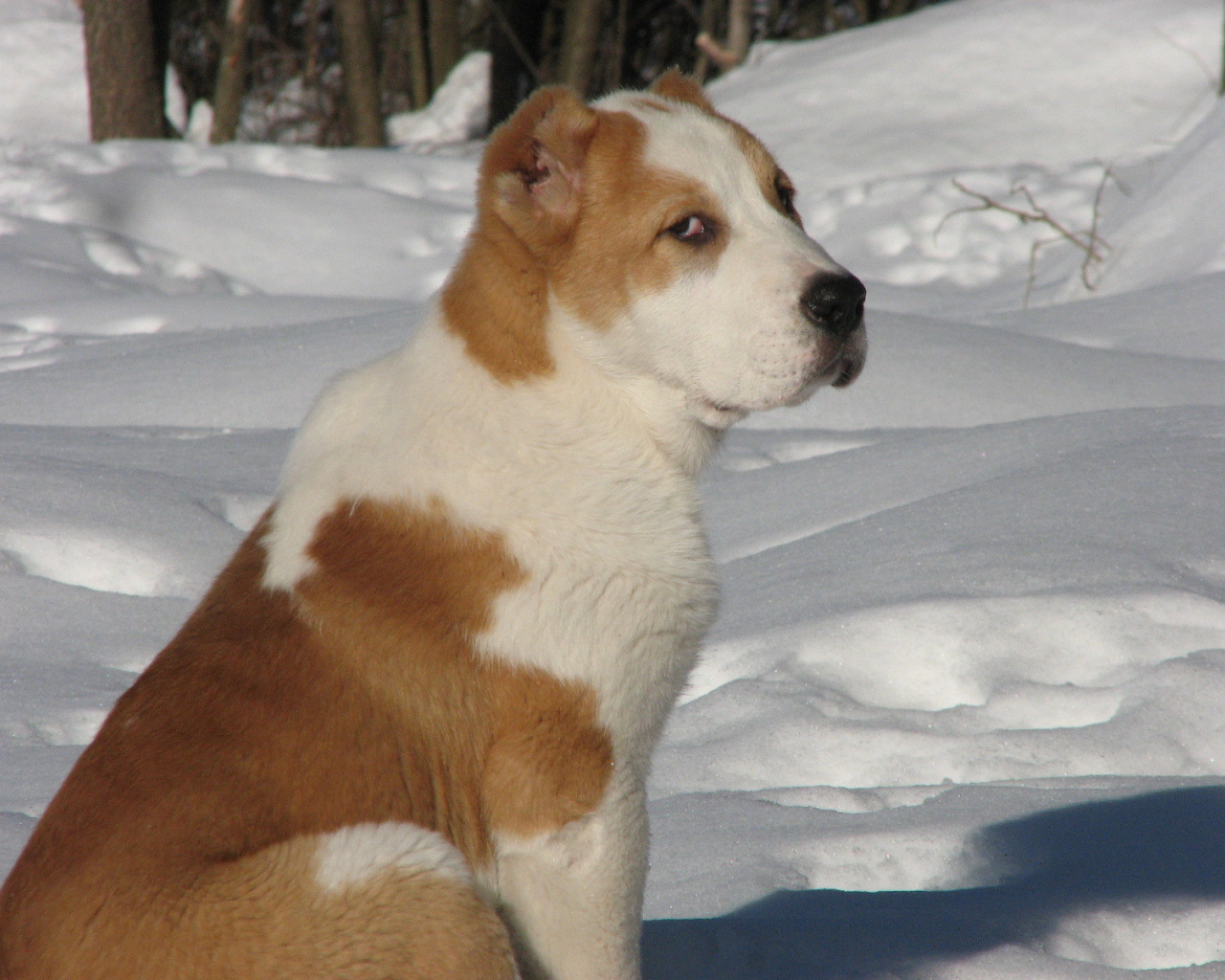 Коричневый алабай сидит на снегу