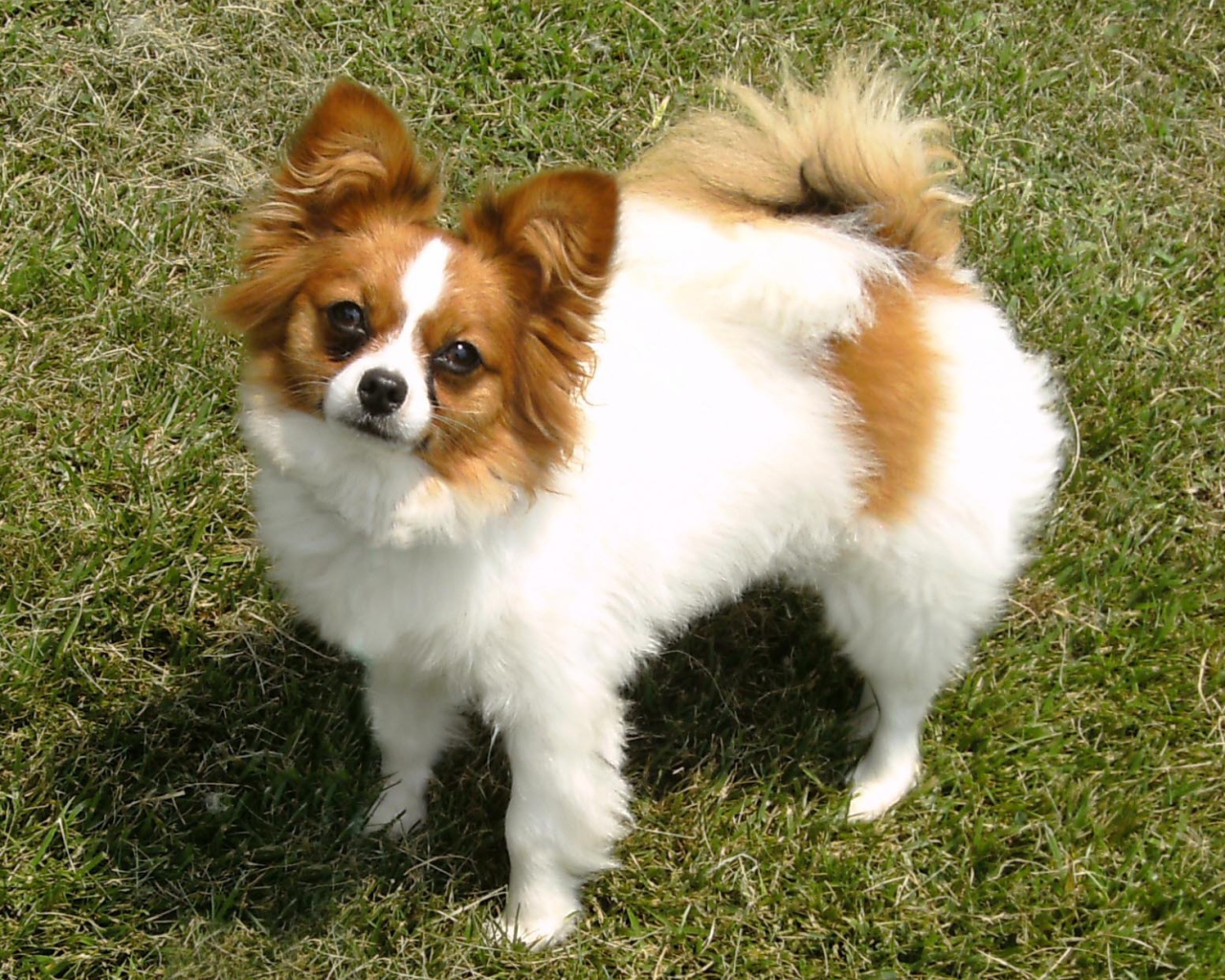 Бело коричневый папильон